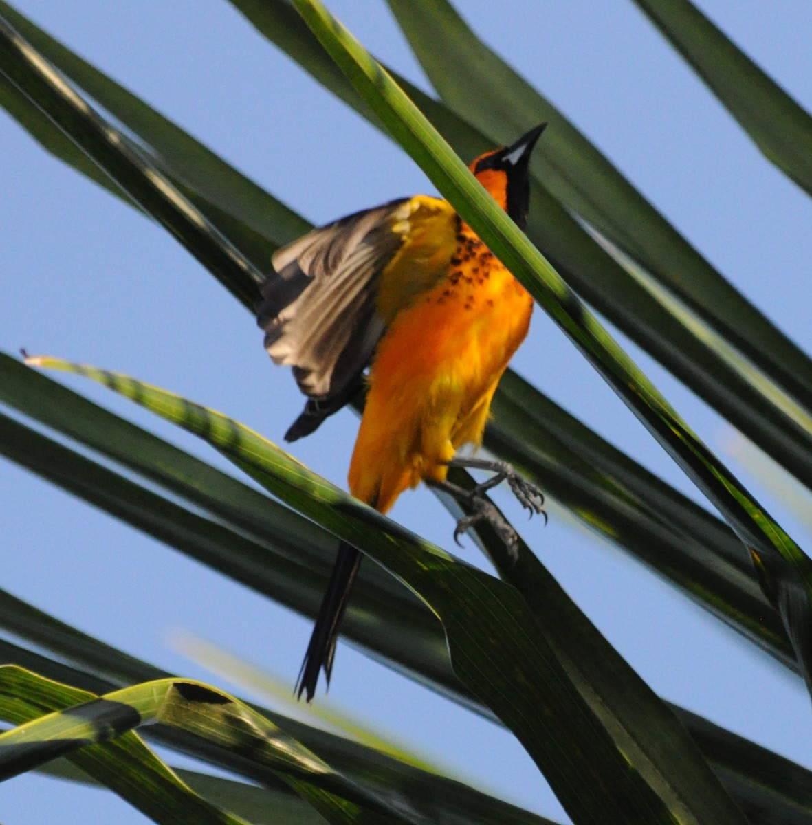 Spot-breasted Oriole - ML200206451