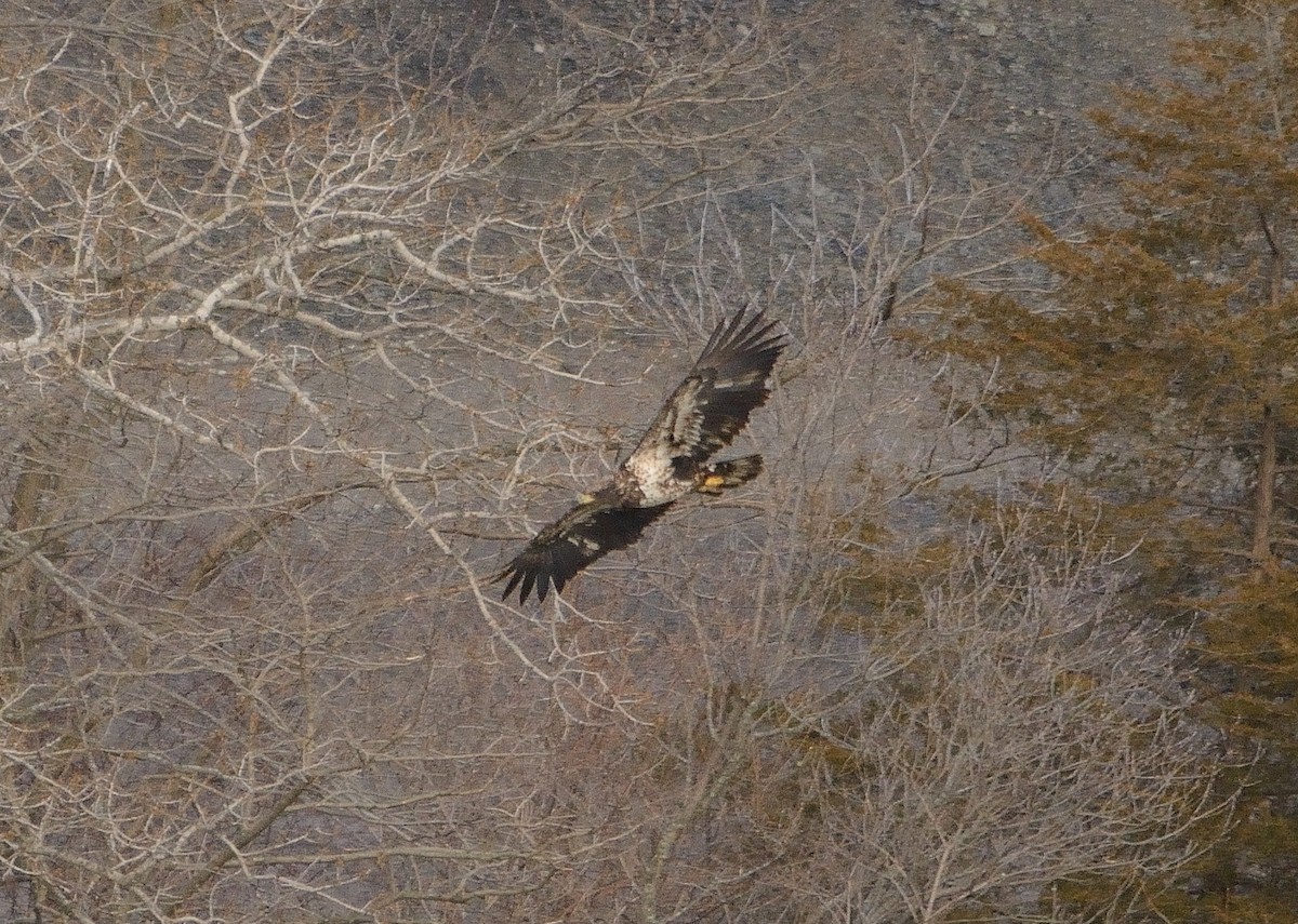 Bald Eagle - John Gordinier