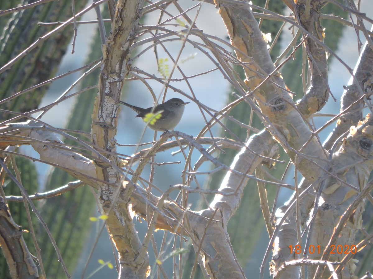 House Wren - ML200207091