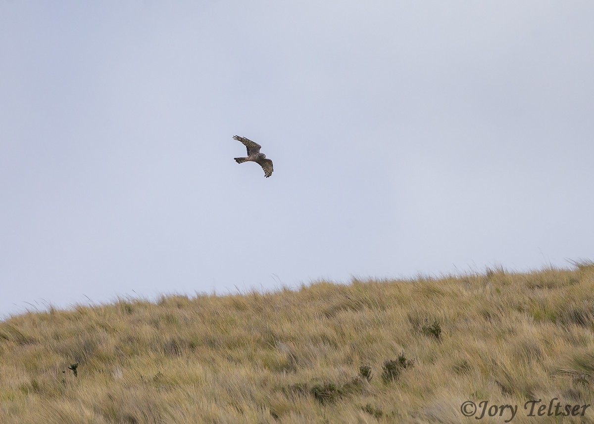 Cinereous Harrier - ML200209081