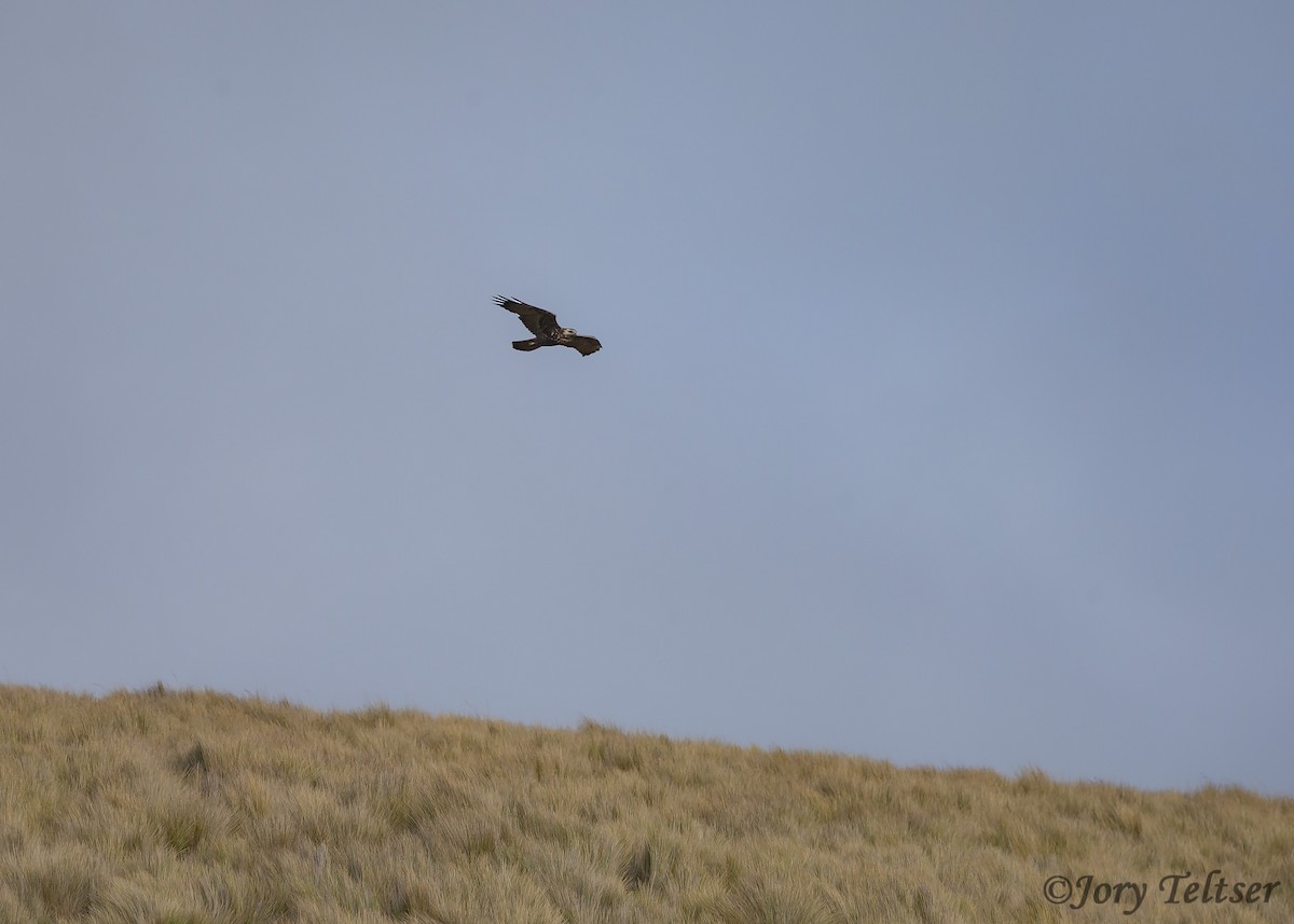 Rotrückenbussard (Red-backed) - ML200209121