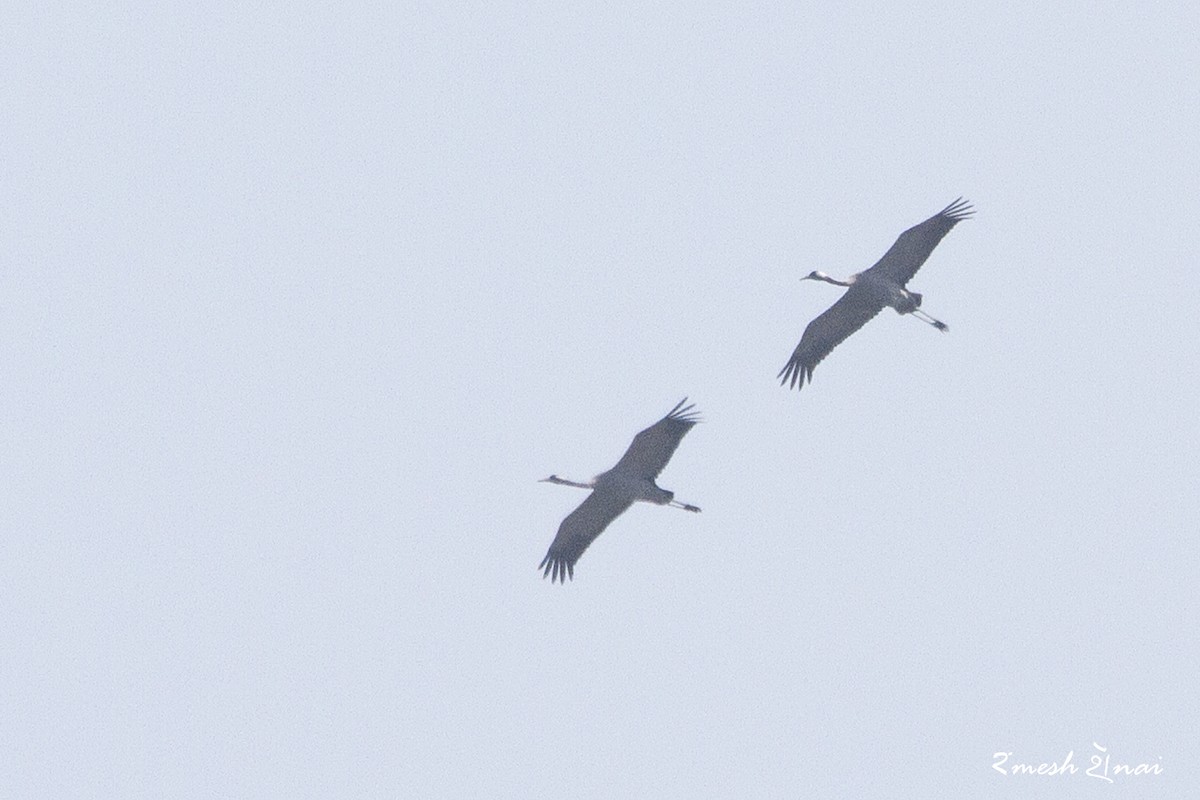 Common Crane - ML200209391