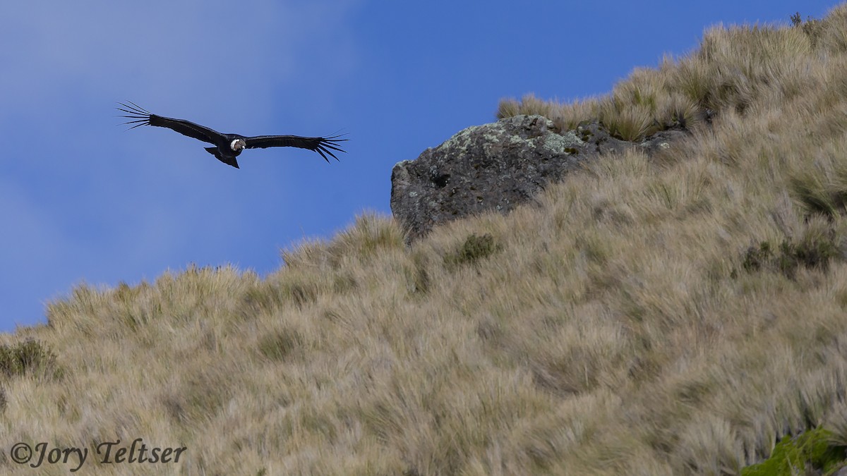Andean Condor - ML200209601