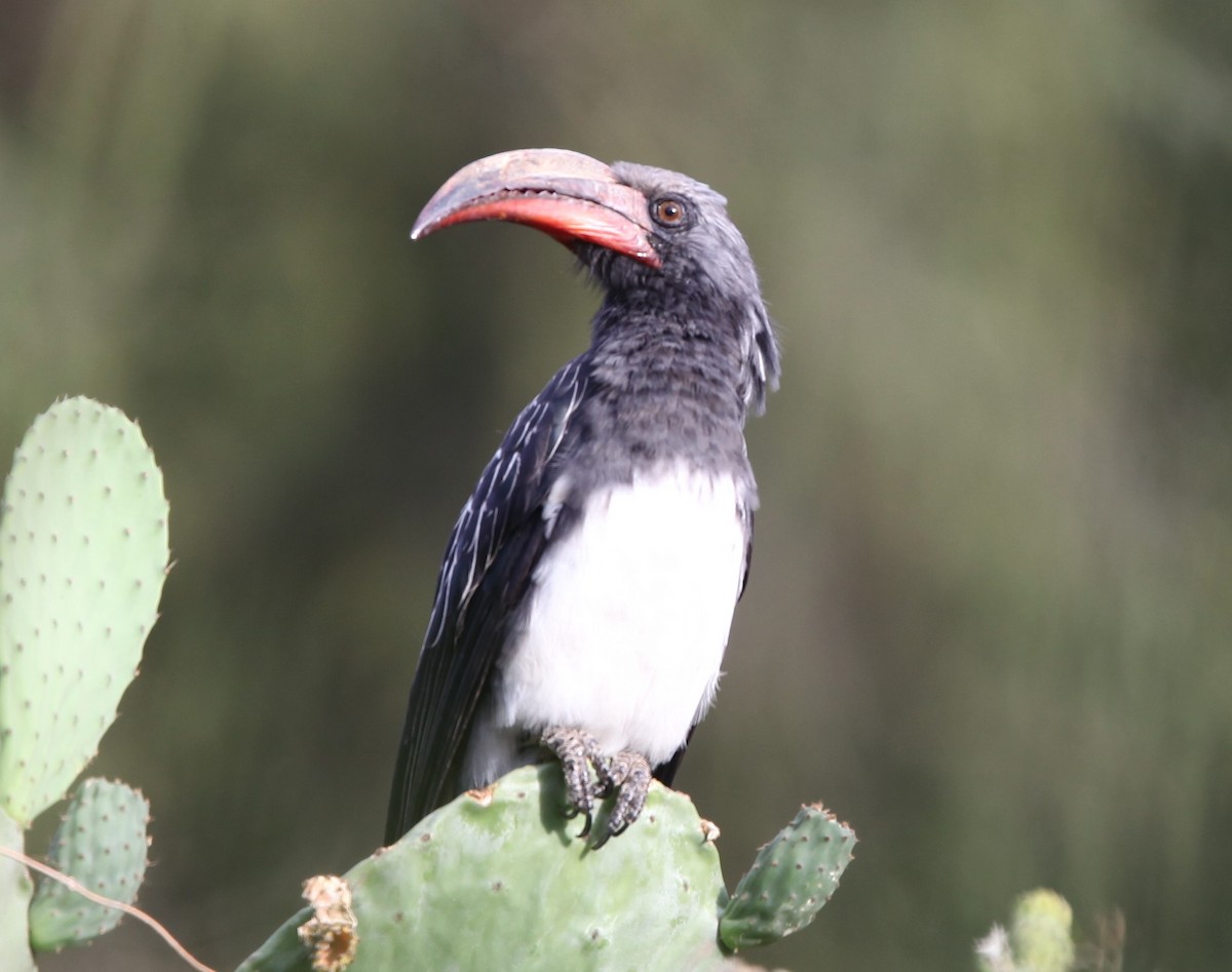 Hemprich's Hornbill - ML200210401