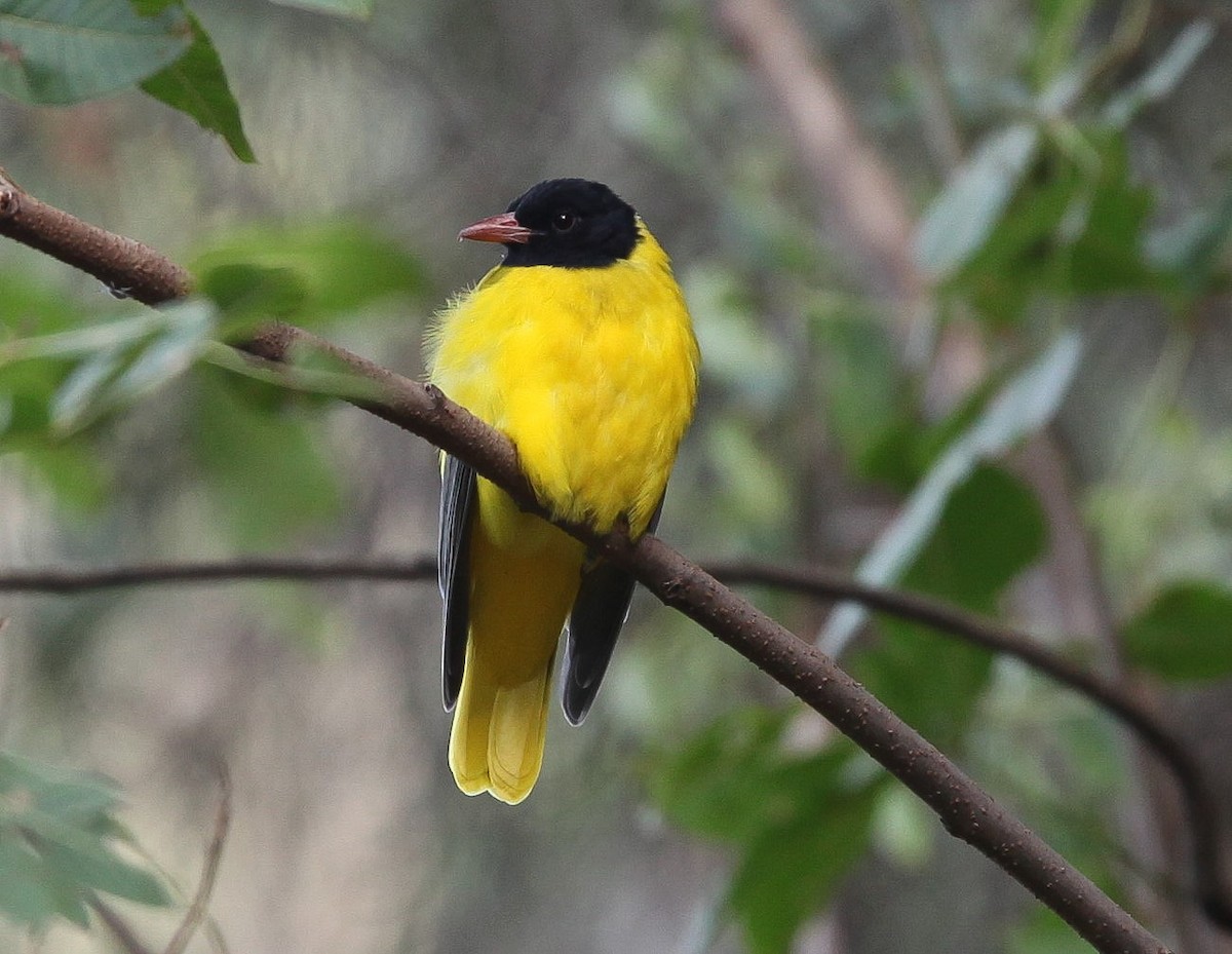 Ethiopian Black-headed Oriole - ML200210451