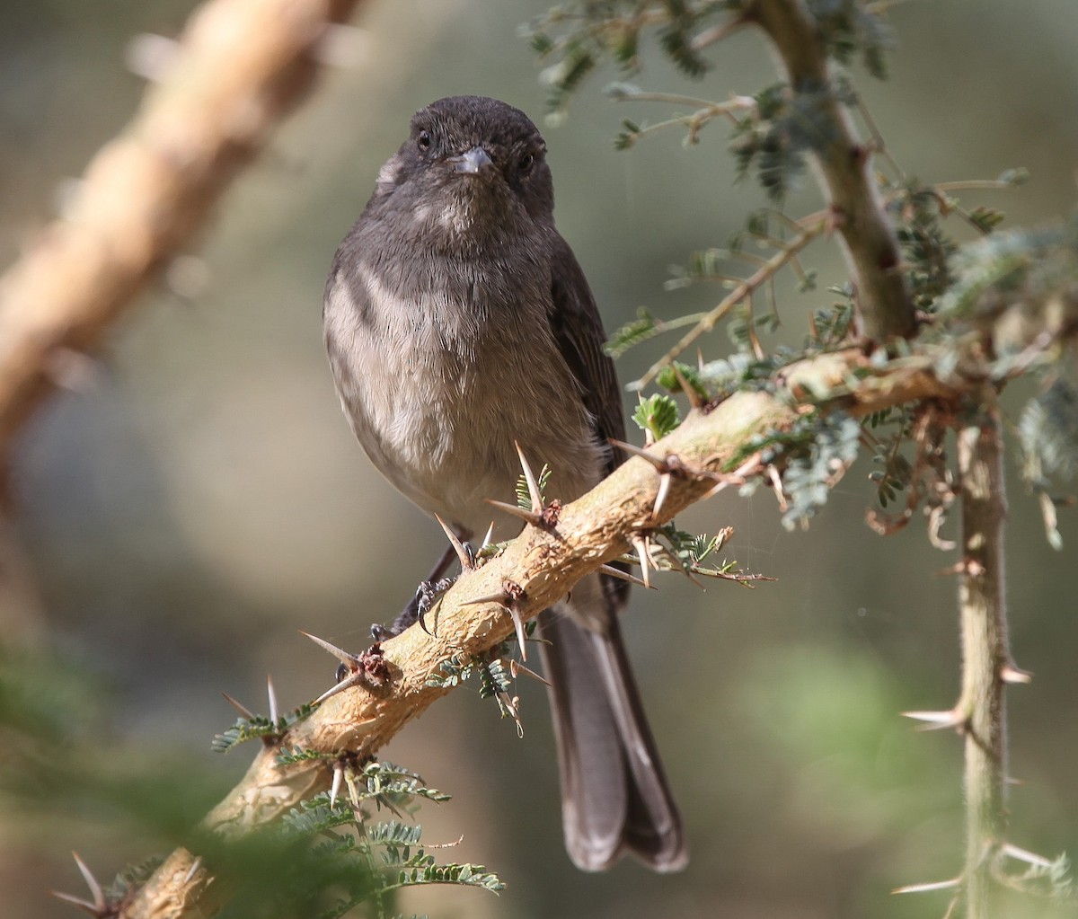 Abyssinian Slaty-Flycatcher - ML200210891