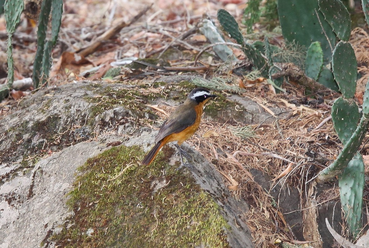 Rüppell's Robin-Chat - Pam Rasmussen