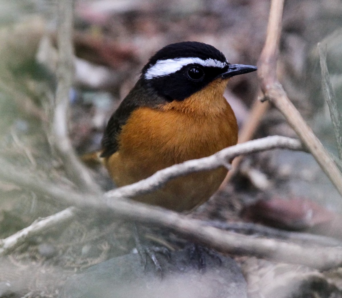 Rüppell's Robin-Chat - ML200211001