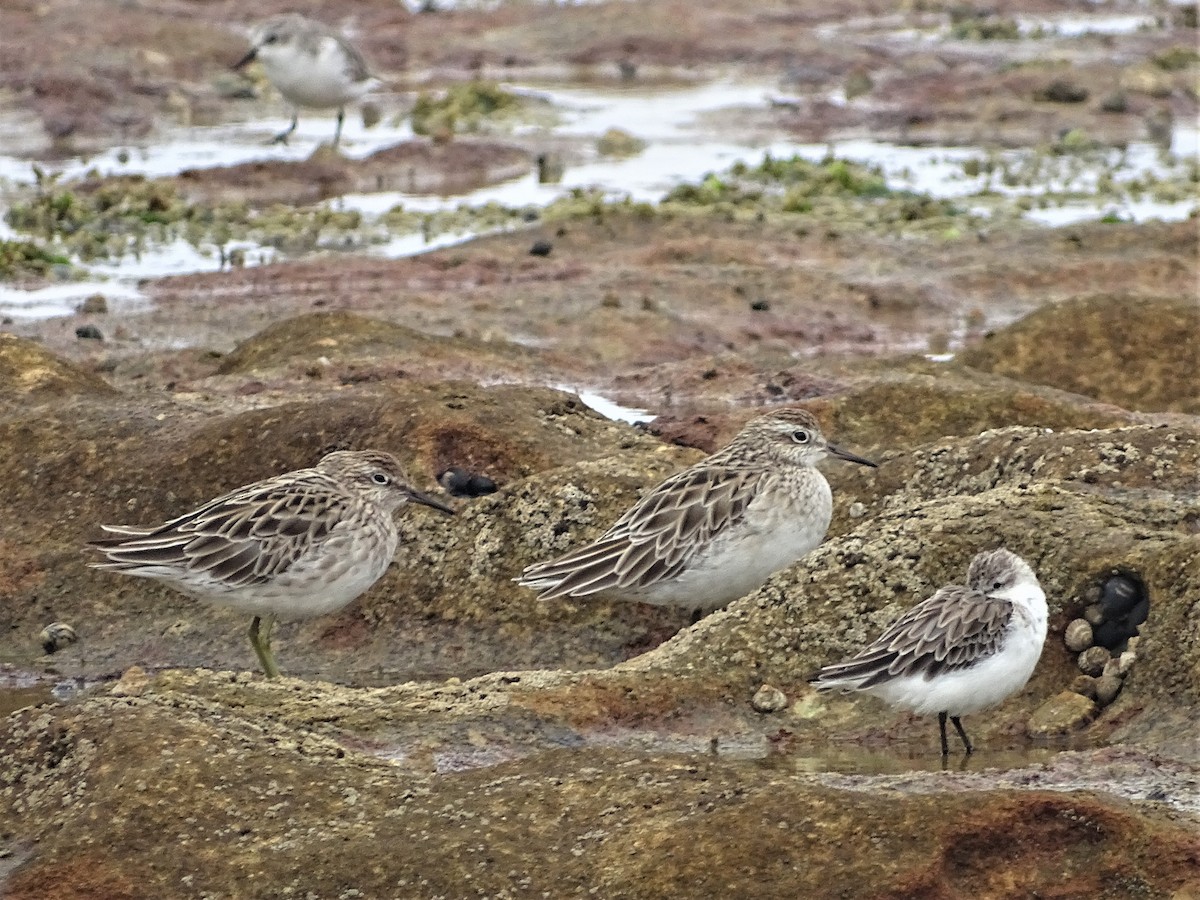 Sharp-tailed Sandpiper - ML200214931