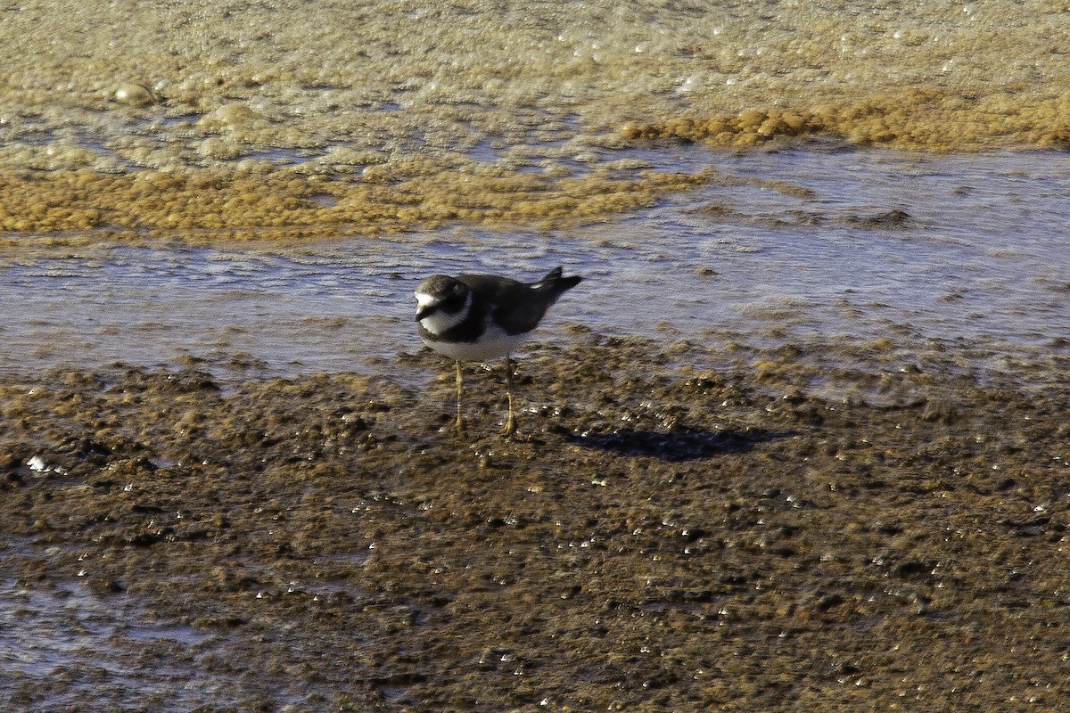 Semipalmated Plover - ML200215821