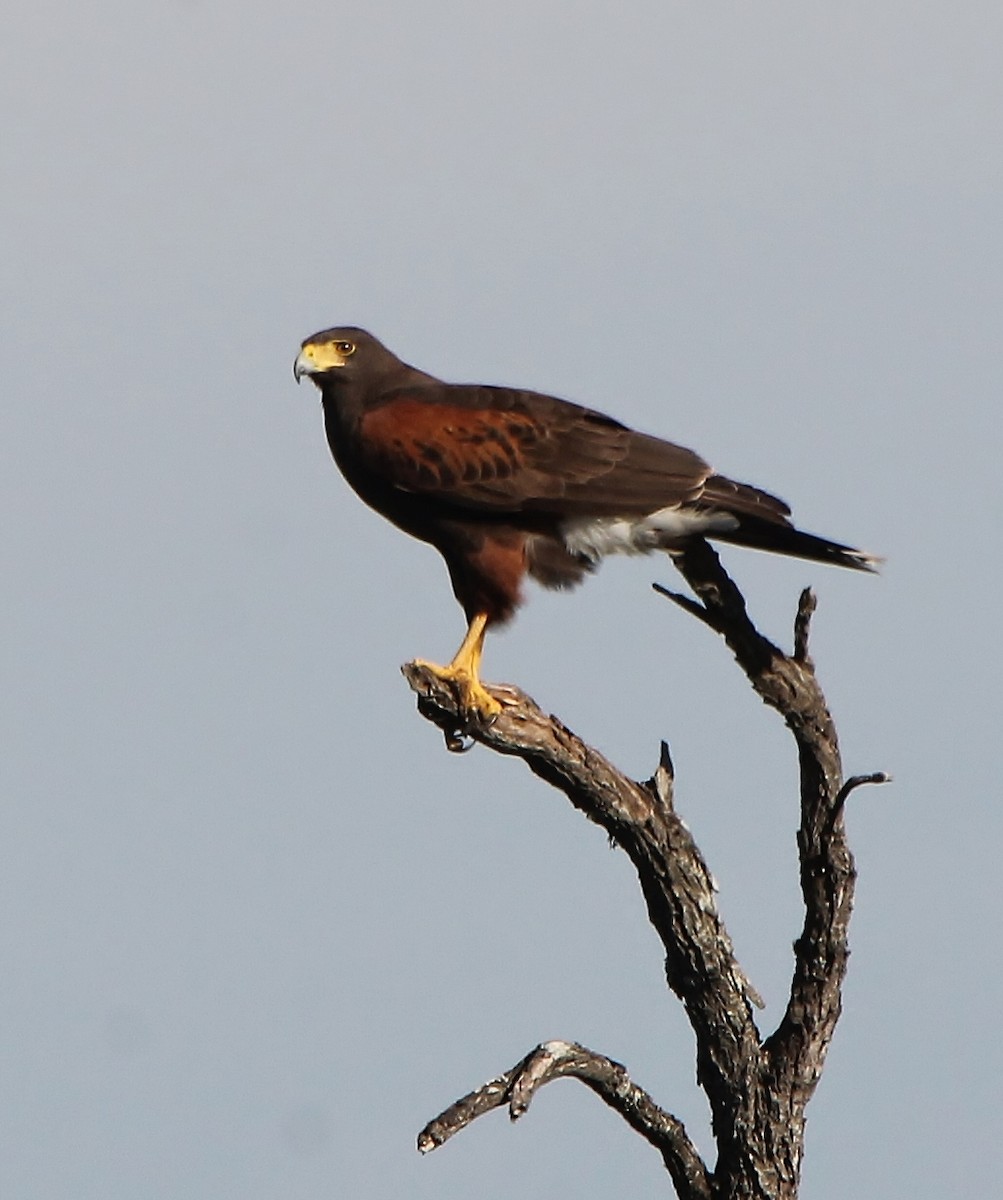 Harris's Hawk - ML200217901