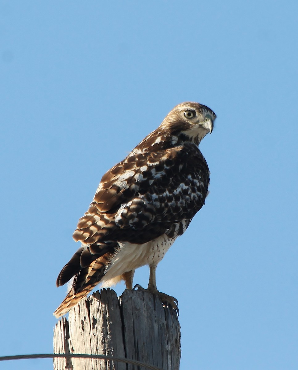 Red-tailed Hawk - ML200217931