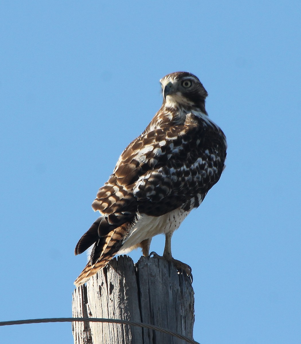 Red-tailed Hawk - ML200217941