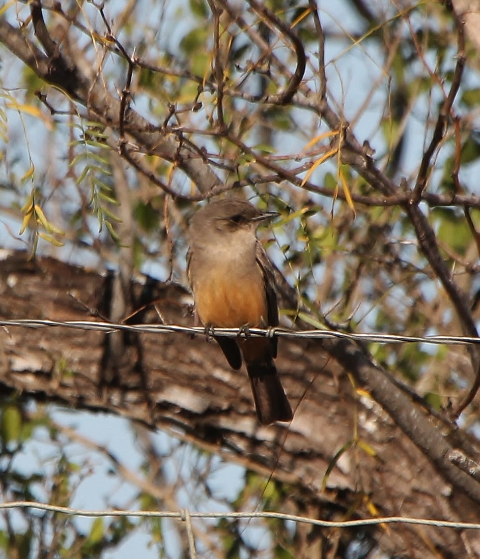 Say's Phoebe - ML200218031