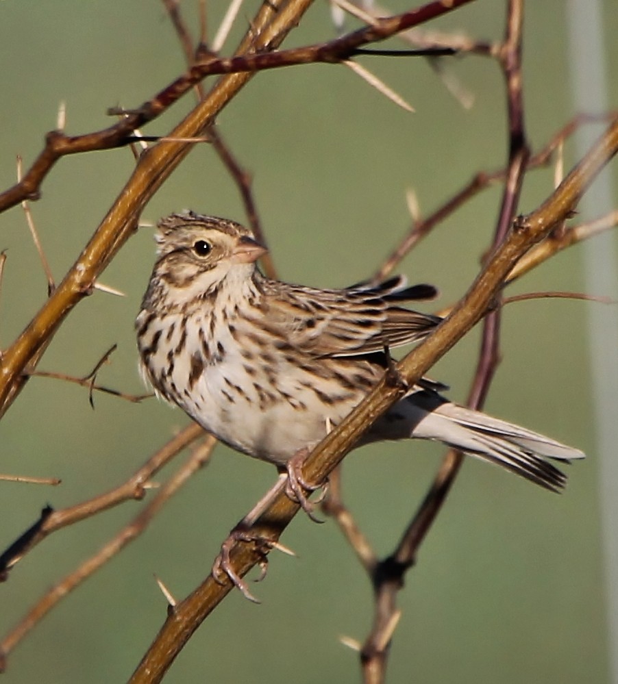 Savannah Sparrow - ML200218121