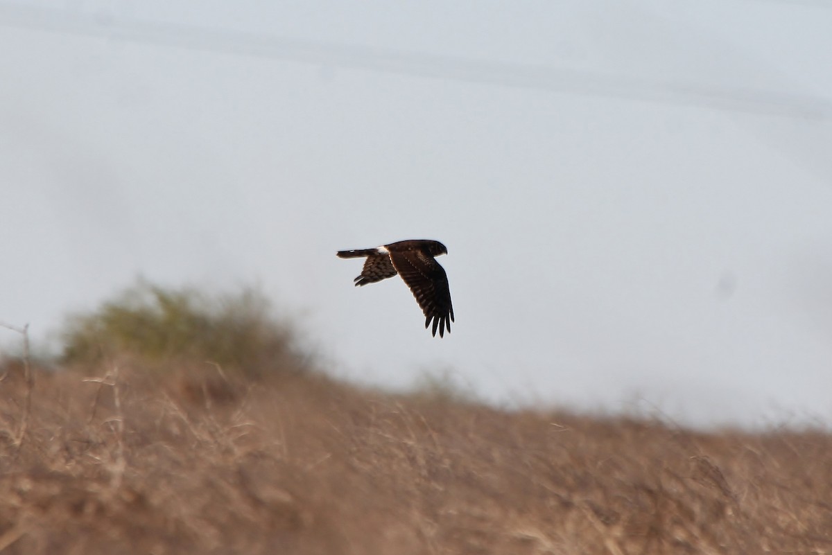 Northern Harrier - ML200218181