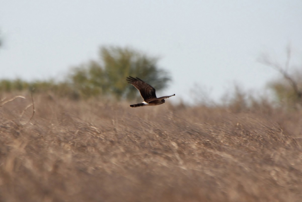 Northern Harrier - ML200218191