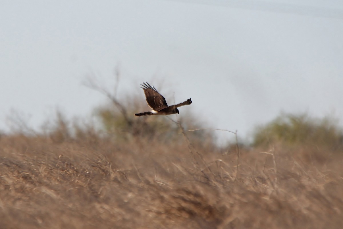 Northern Harrier - ML200218201