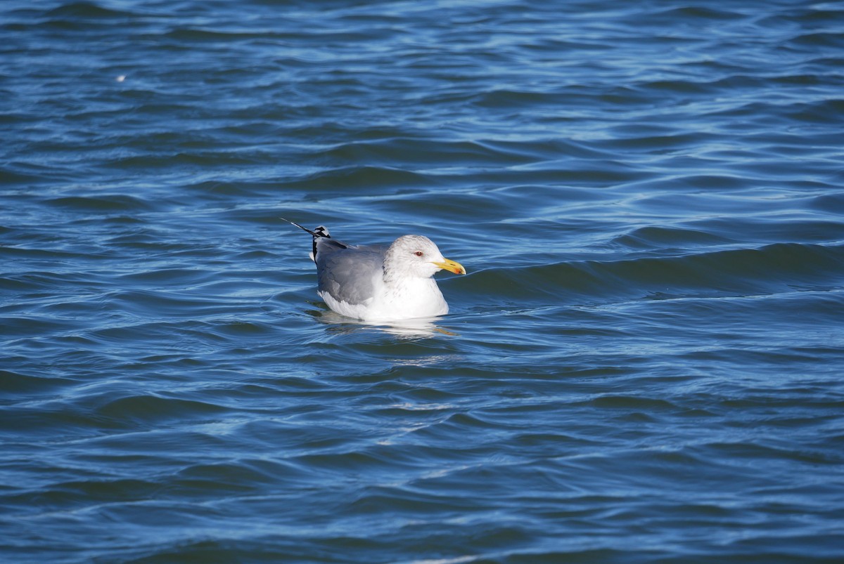 California Gull - ML200219381