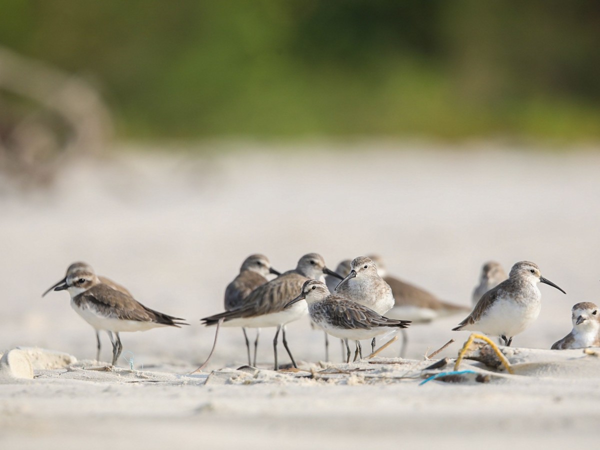 Broad-billed Sandpiper - ML200219531