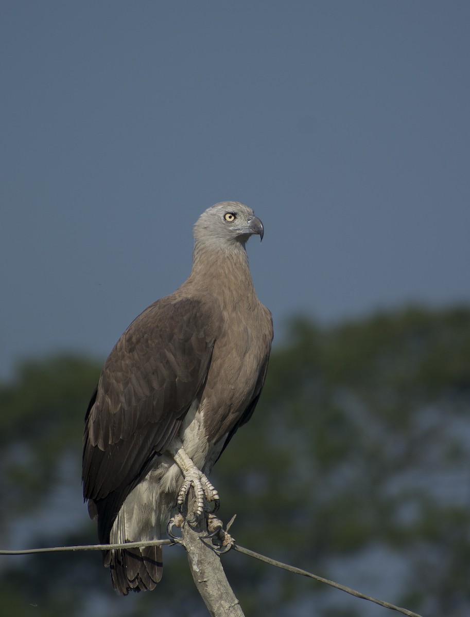 Gray-headed Fish-Eagle - ML200223591