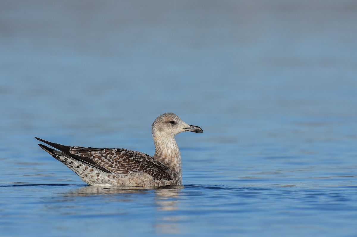 Lesser Black-backed Gull - ML200223821