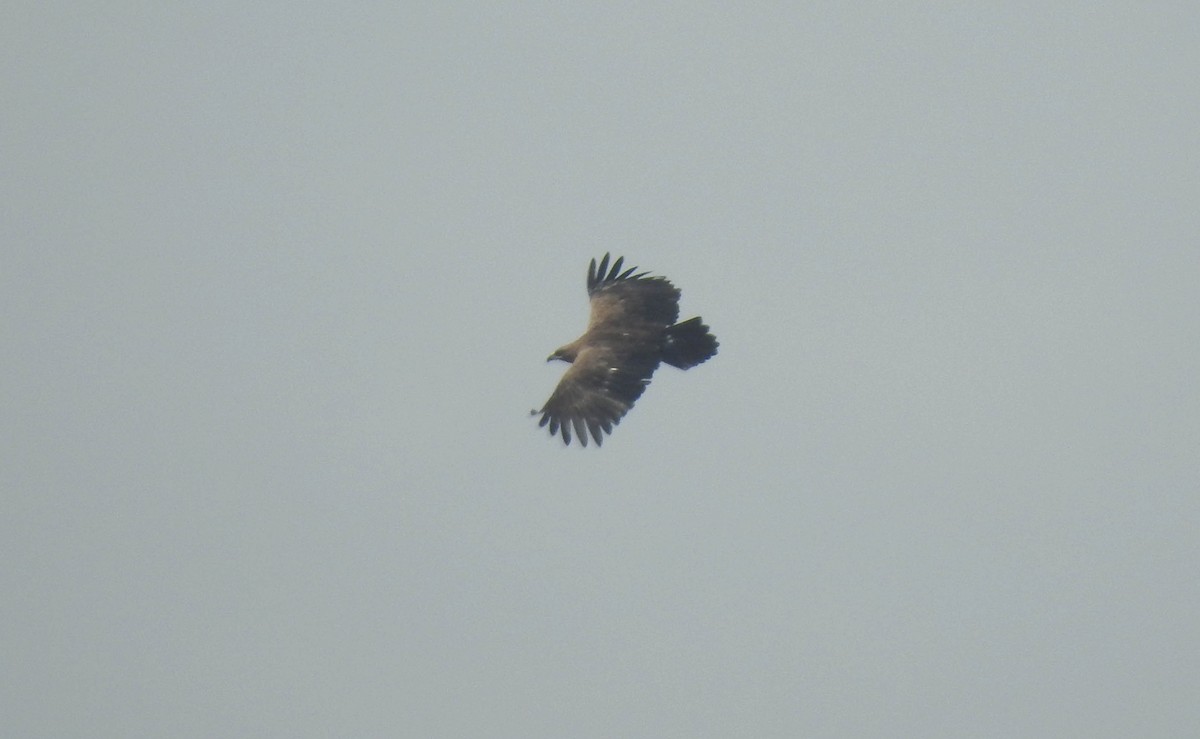 Greater Spotted Eagle - ML200225841