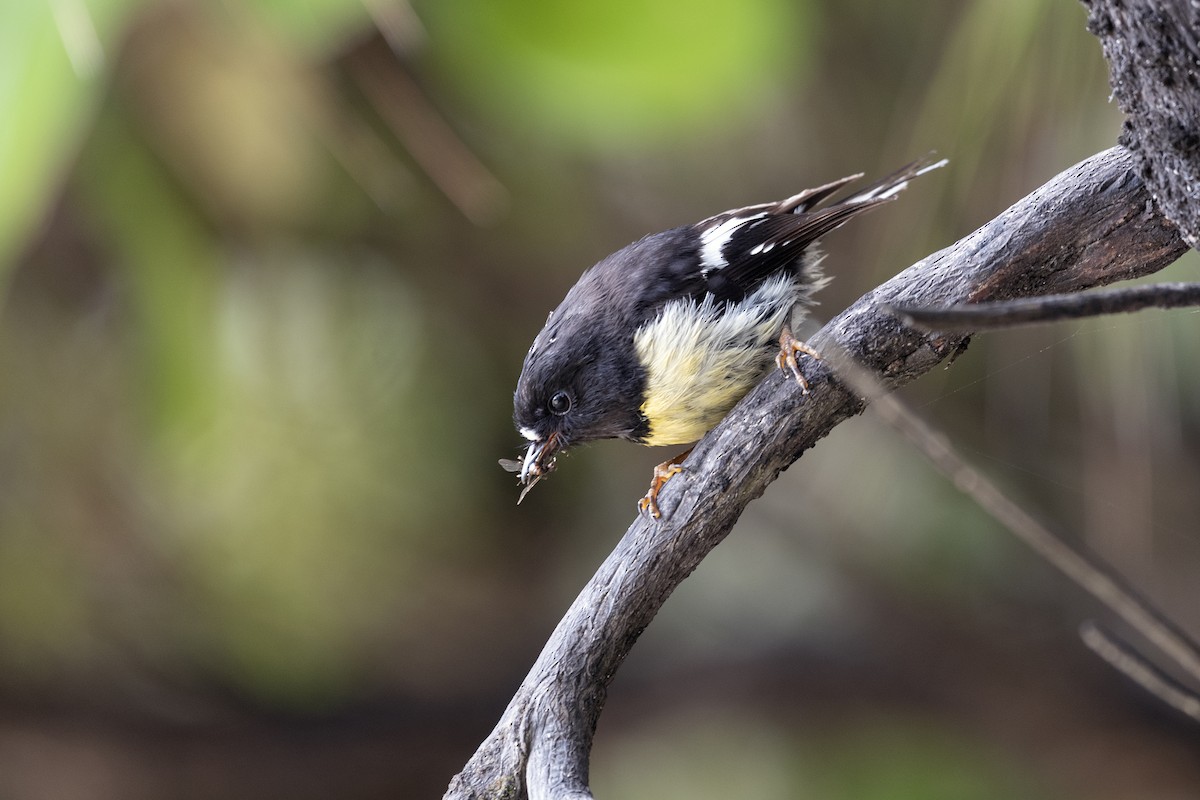 Tomtit - Michael Fuhrer