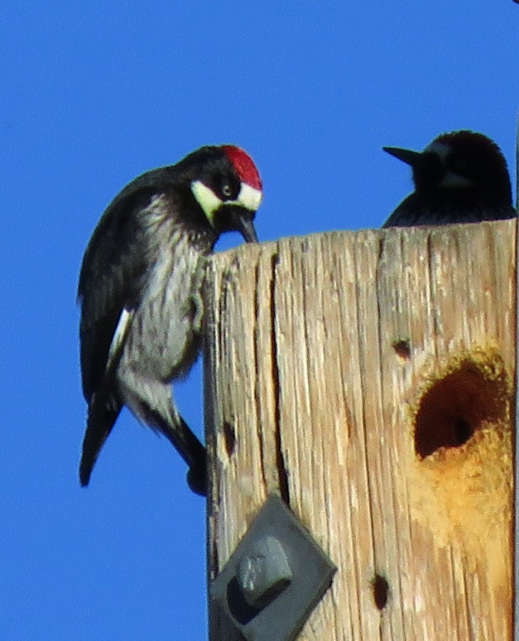 Acorn Woodpecker - Diane Drobka