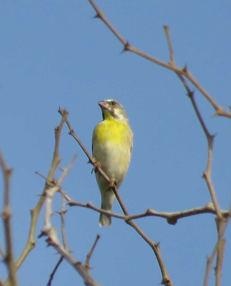 Lemon-breasted Seedeater - Alan Bedford-Shaw