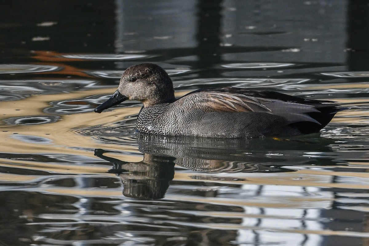 Gadwall - ML200229141