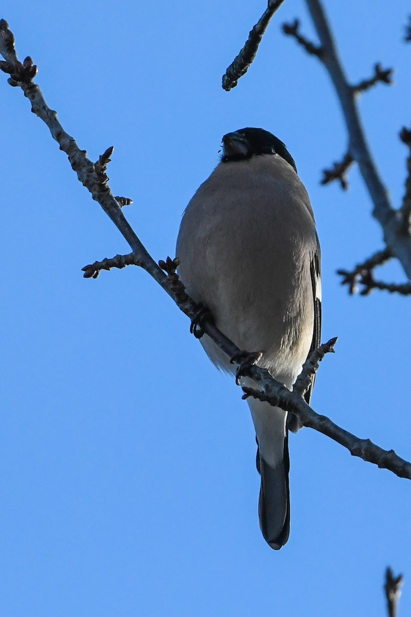 Eurasian Bullfinch - Maryse Neukomm