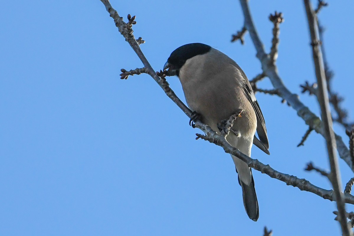 Eurasian Bullfinch - Maryse Neukomm