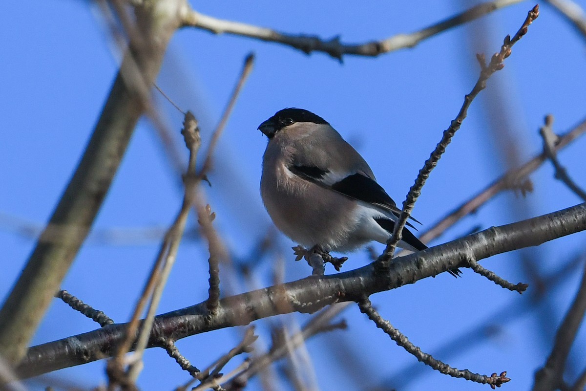 Eurasian Bullfinch - ML200229251