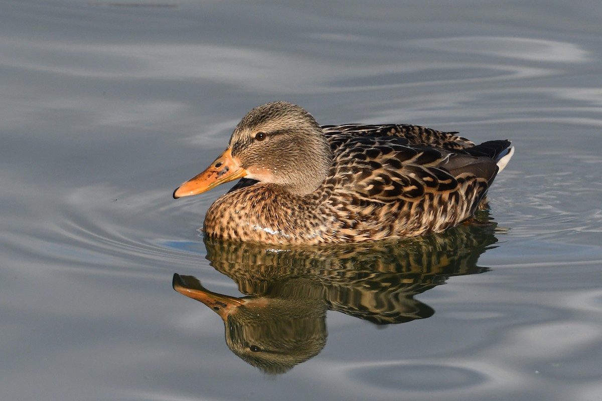 Canard colvert - ML200229291