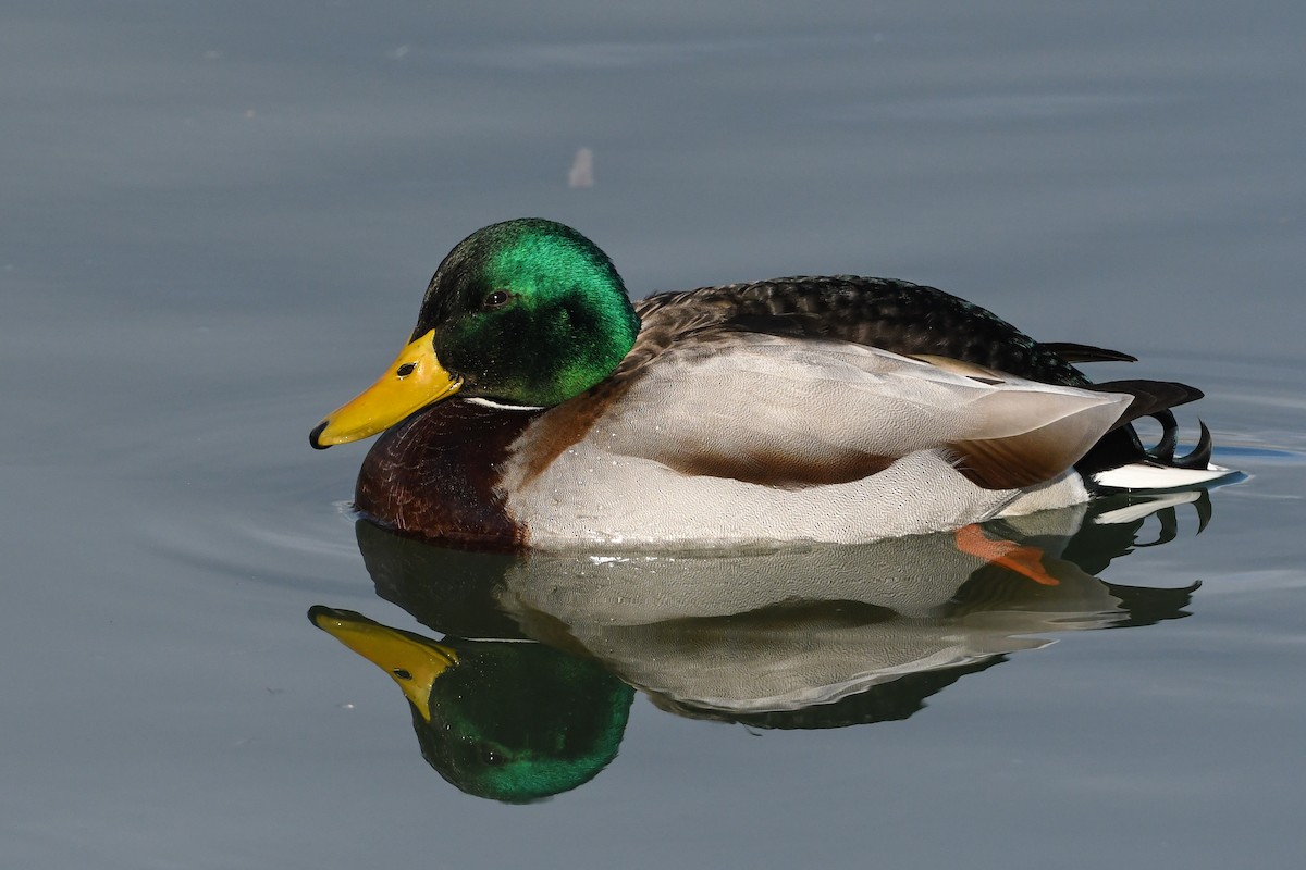 Canard colvert - ML200229331