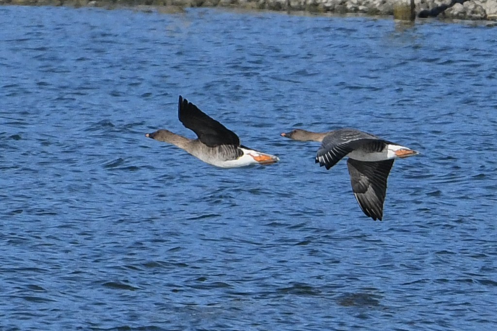 Tundra Bean-Goose - Maryse Neukomm