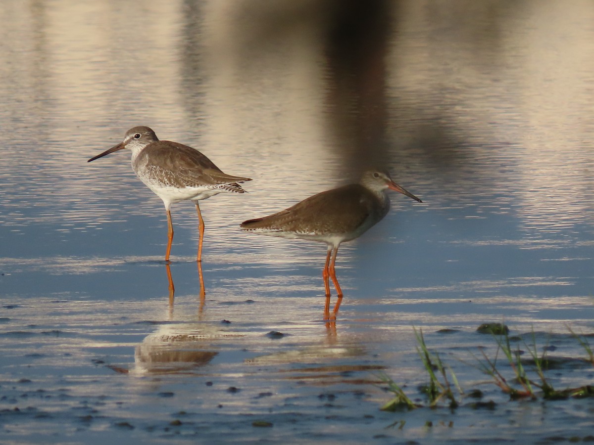 Common Redshank - ML200230571