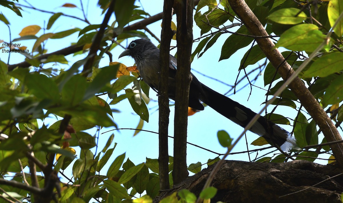 Blue-faced Malkoha - mathew thekkethala