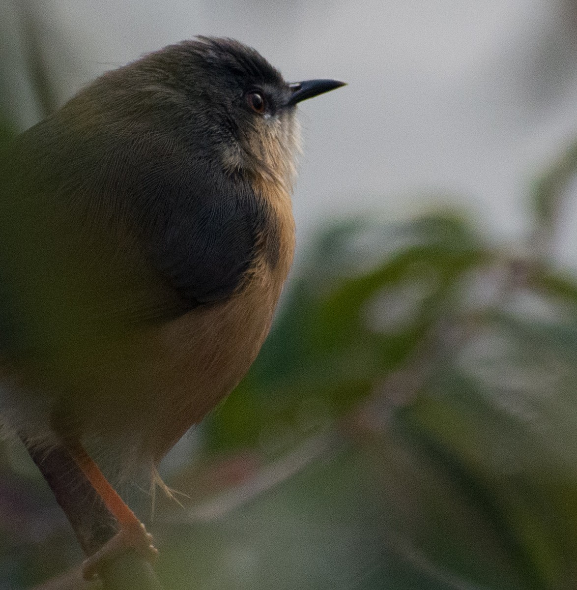 Ashy Prinia - ML200234741