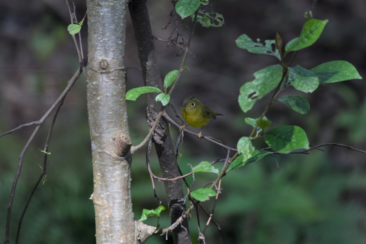 Whistler's Warbler - Ian Hearn