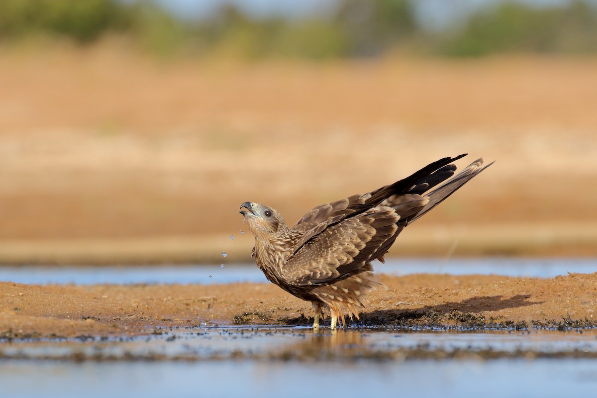 Black Kite (Black) - Leslie George