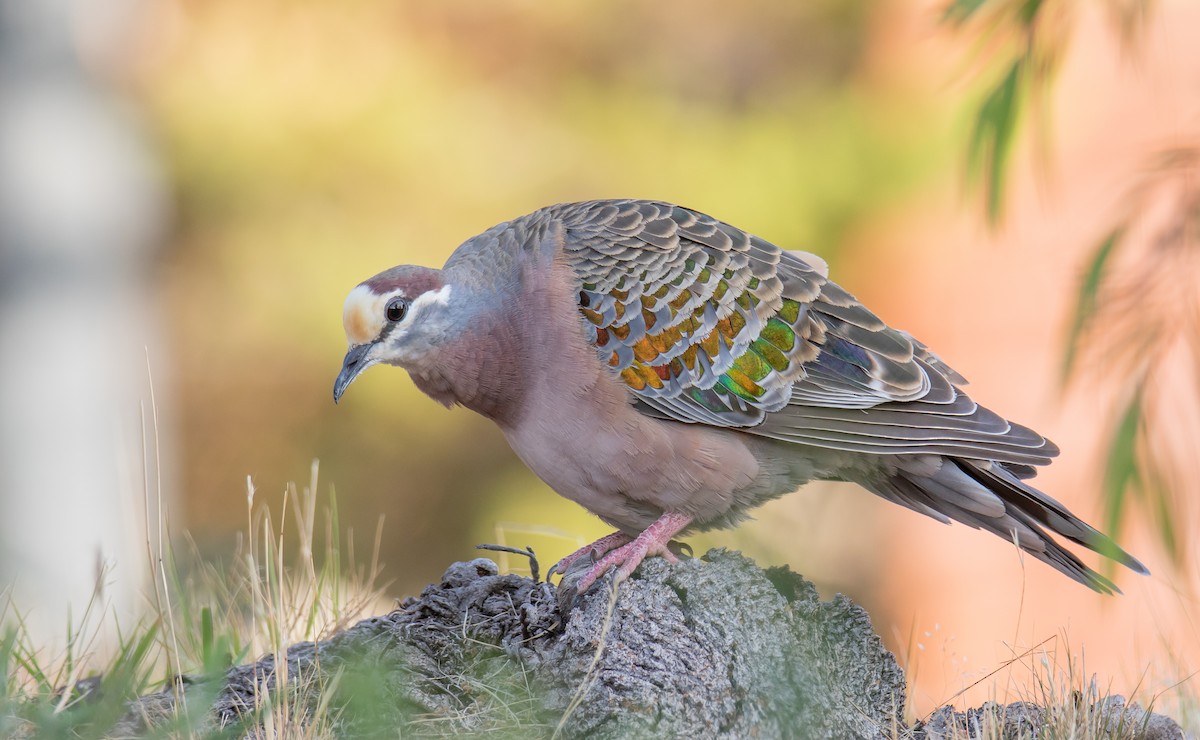 Common Bronzewing - Paul Brooks