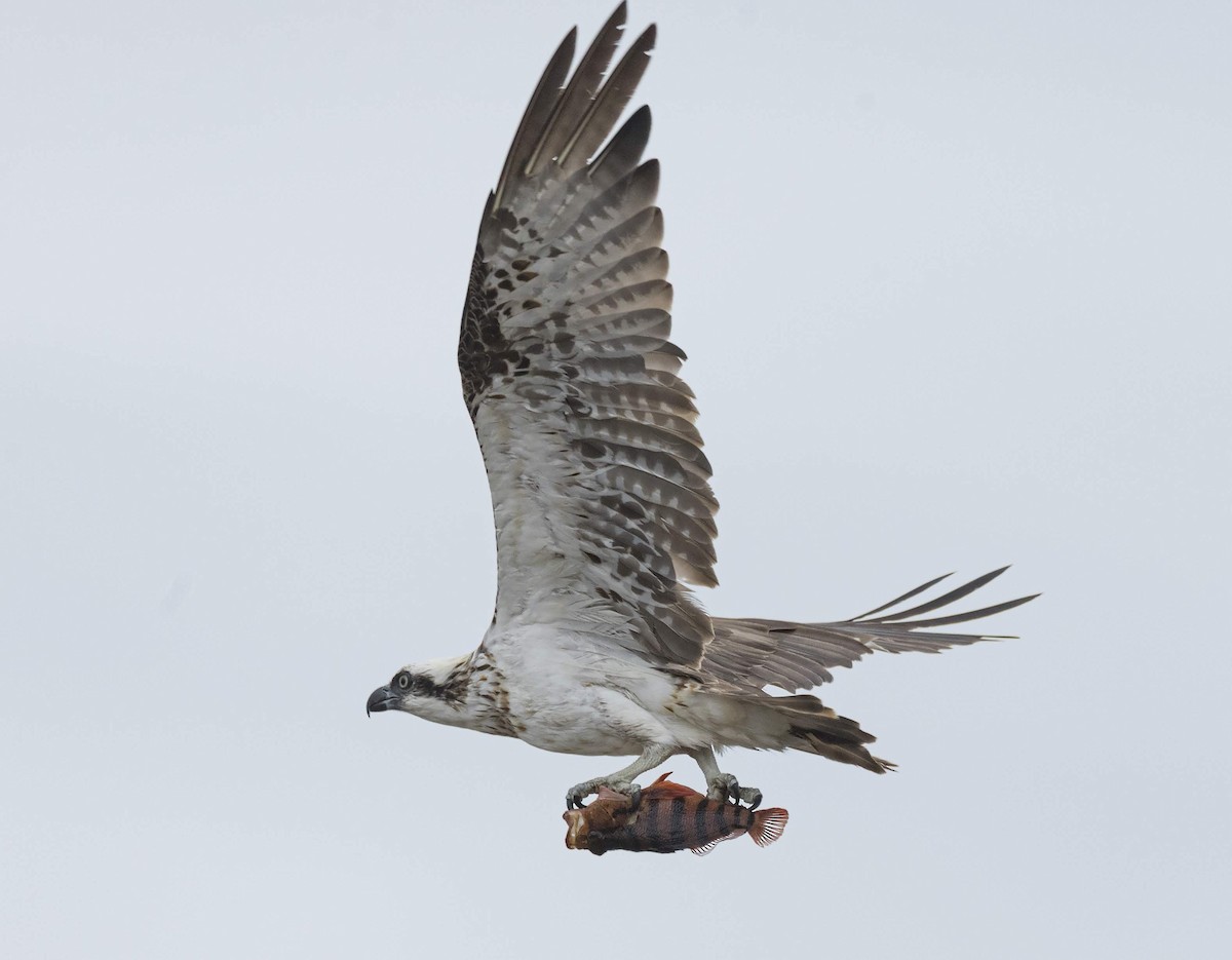 Osprey (Australasian) - ML200236601