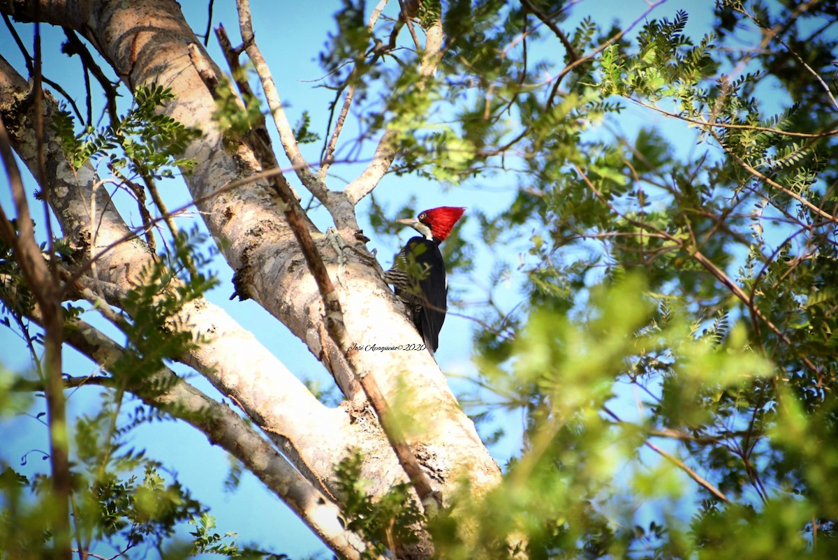 Crimson-crested Woodpecker - José Orlando  Apagüeño Vásquez