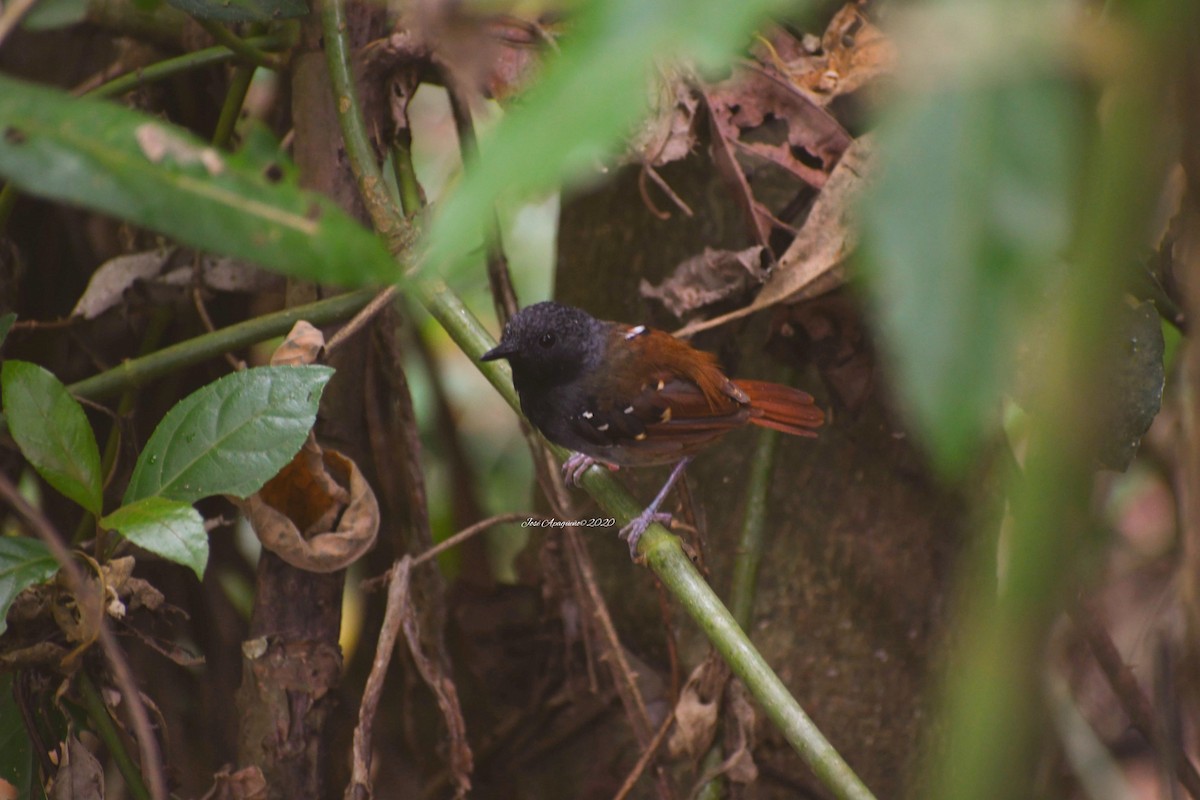 Chestnut-tailed Antbird - José Orlando  Apagüeño Vásquez