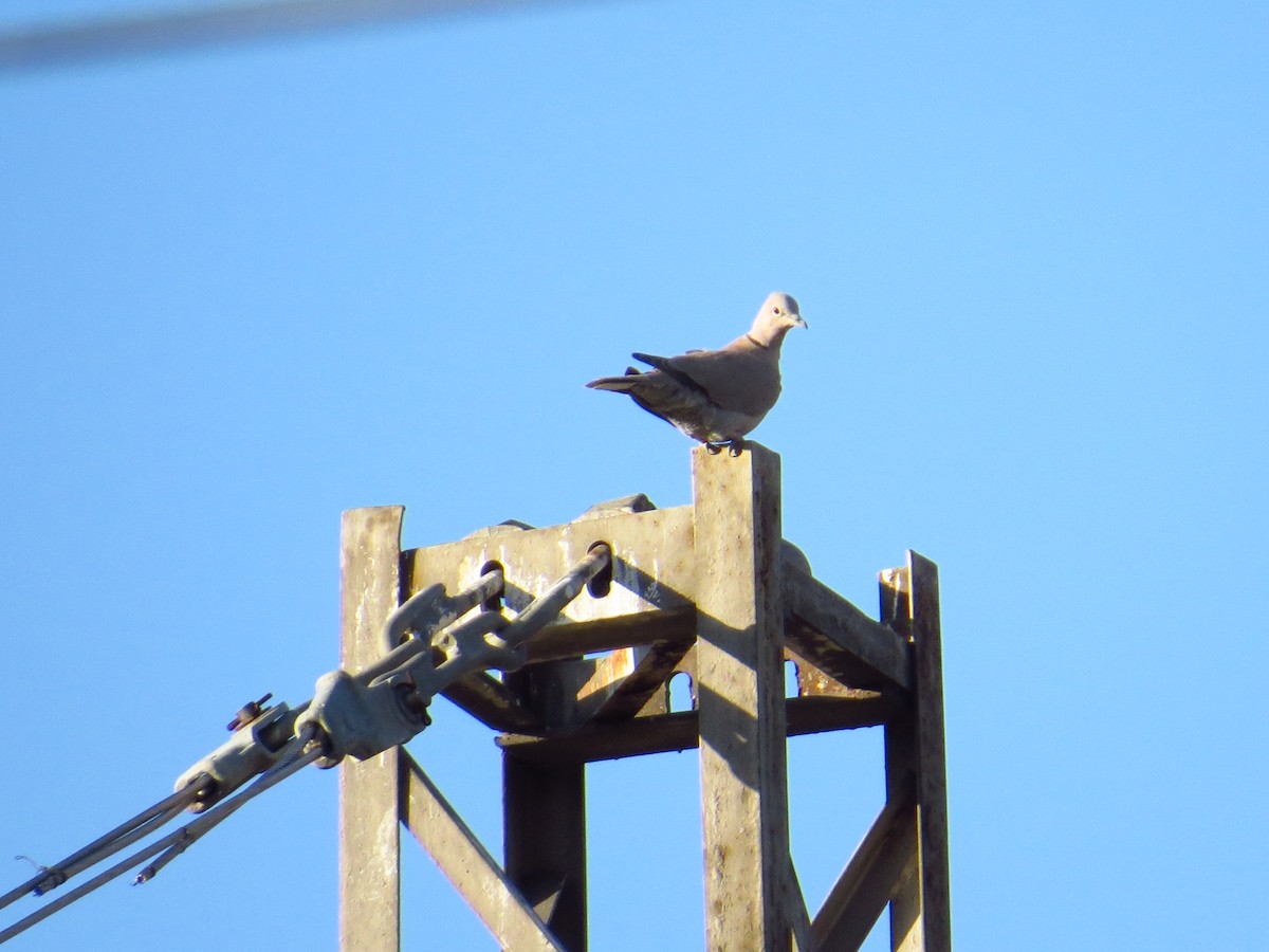 Eurasian Collared-Dove - ML200238121