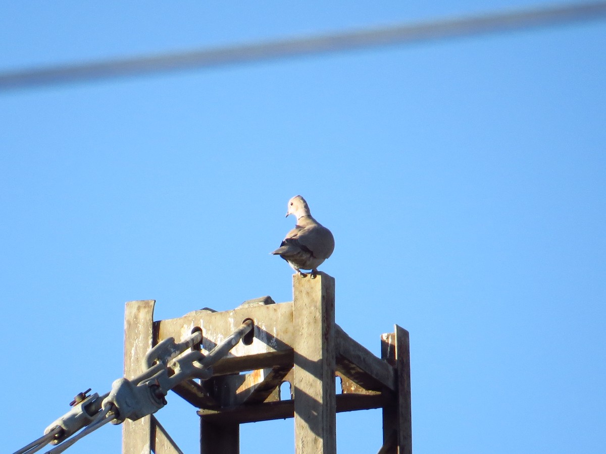 Eurasian Collared-Dove - ML200238131