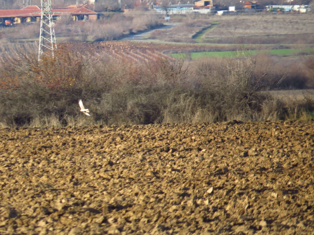 Hen Harrier - ML200238151