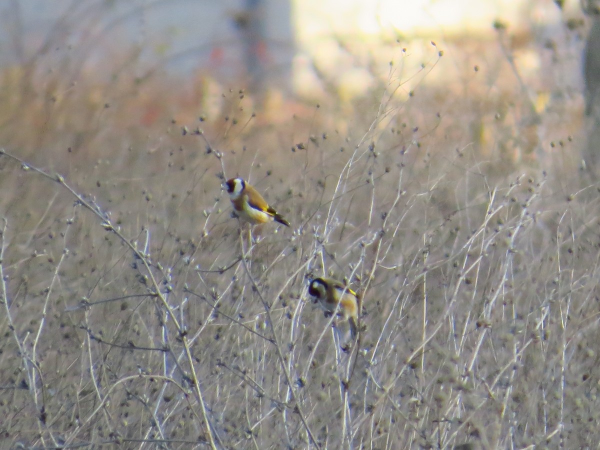 European Goldfinch - ML200238171